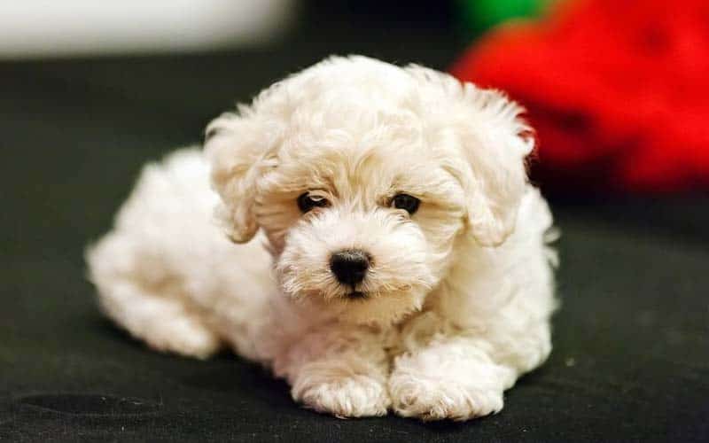 Bichon Frise Dogs Breed: Facts & Information
