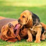 Bloodhounds Dogs Breed: Facts & Information