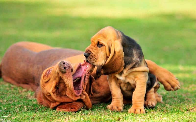 Bloodhounds Dogs Breed: Facts & Information
