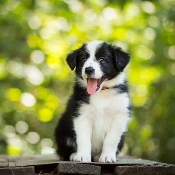 Border Collies Dogs