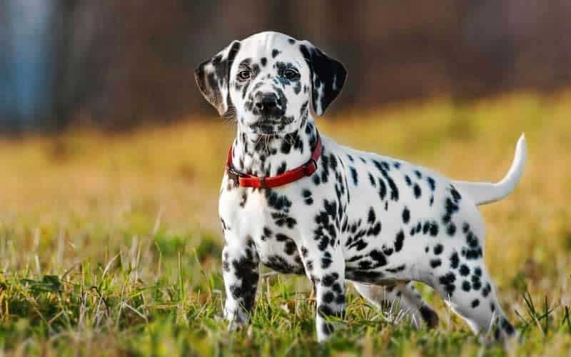 Dalmatians Dogs Breed: Facts & Information