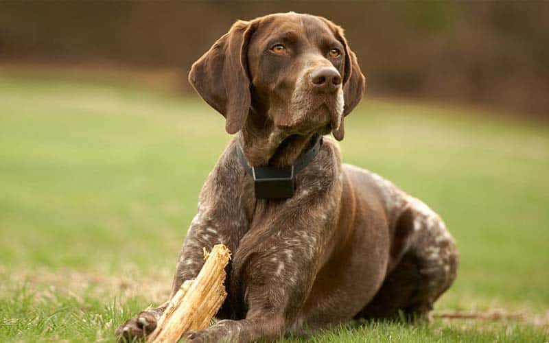 German Wirehaired Pointers Dogs Breed: Facts & Information
