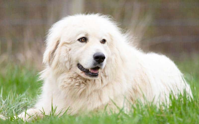 Great Pyrenees Dogs Breed: Facts & Information