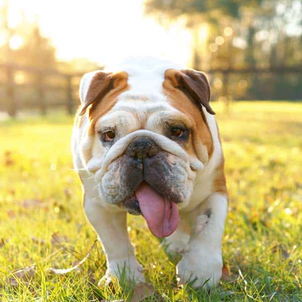 Preventing Heatstroke In Dogs