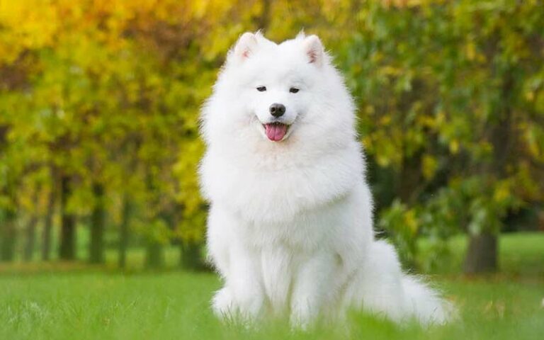 Samoyeds Dogs Breed: Facts & Information