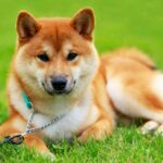 Shiba Inu Dogs Breed: Facts & Information