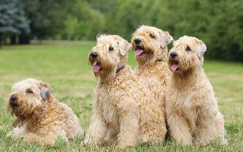 Soft Coated Wheaten Terriers Dogs Breed: Facts & Information