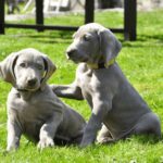 Weimaraners Dogs Breed: Facts & Information