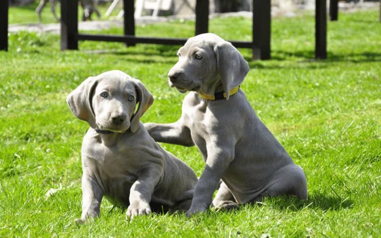 Weimaraners Dogs Breed: Facts & Information