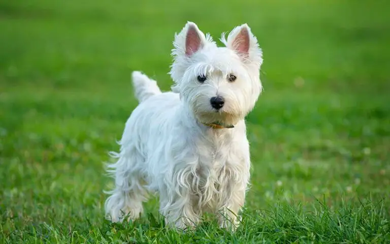 West Highland White Terriers Dogs Breed: Facts & Information