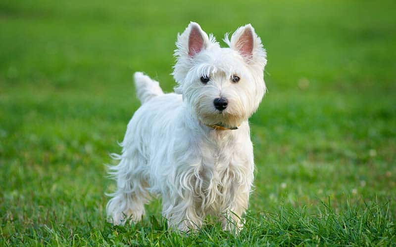 West Highland White Terriers Dogs