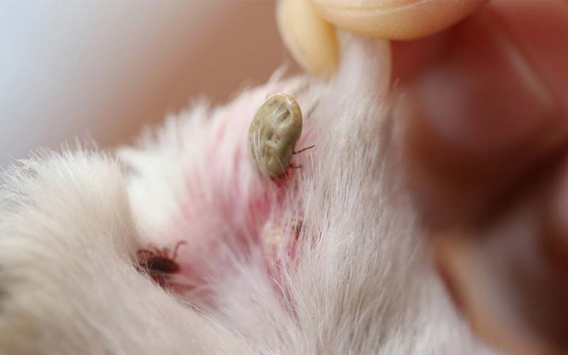 What is Lyme Disease in Dogs?