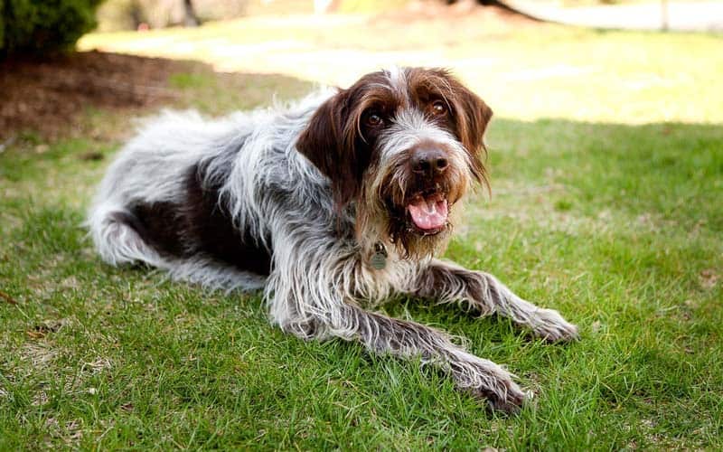 Wirehaired Pointing Griffons Dogs Breed: Facts & Information