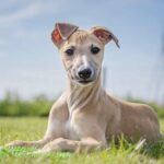 Whippets Dogs Breed: Facts & Information