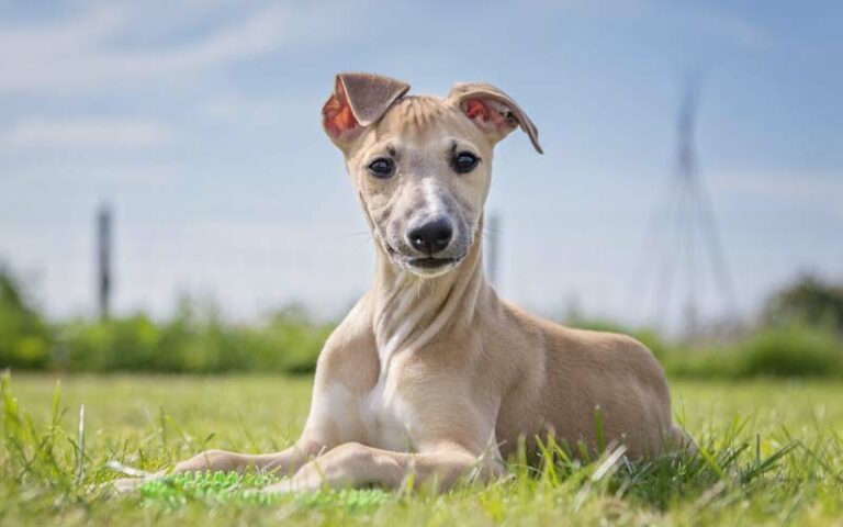 Whippets Dogs Breed: Facts & Information