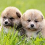 Akitas Cattle Dogs Breed: Facts & Information