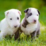 Bull Terriers Dogs Breed: Facts & Information