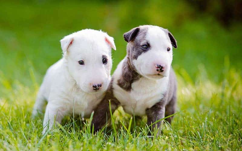 Bull Terriers Dogs Breed: Facts & Information