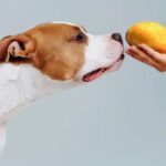 Can Dogs Safely Consume Potatoes?