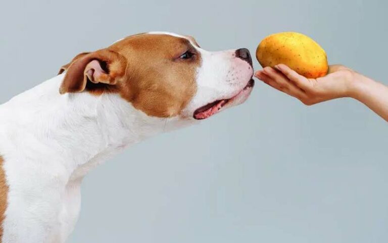 Can Dogs Safely Consume Potatoes?