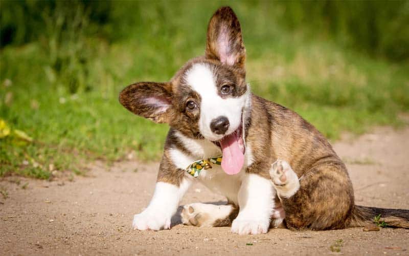 Cardigan Welsh Corgis Dogs Breed: Facts & Information