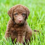 Chesapeake Bay Retrievers Dogs Breed: Facts & Information