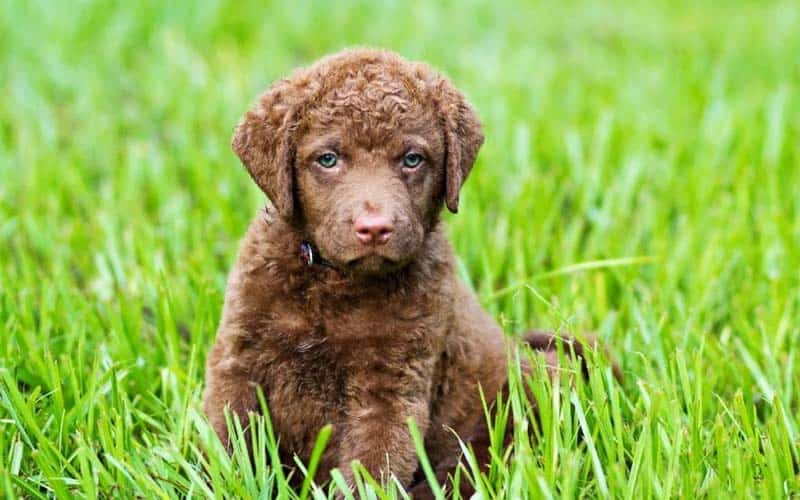 Chesapeake Bay Retrievers Dogs Breed: Facts & Information