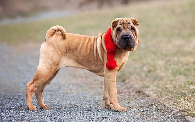 Chinese Shar-Pei Dogs Breed: Facts & Information