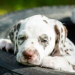 Dalmatians Dogs Breed: Facts & Information