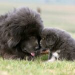 Newfoundlands Dogs Breed: Facts & Information