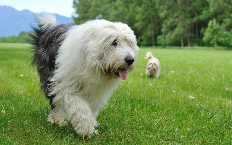 Old English Sheepdogs Breed: Facts & Information