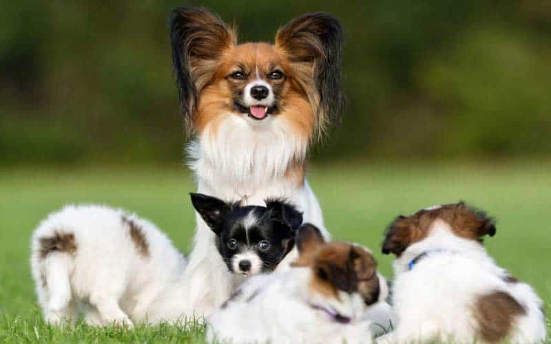 Papillons Dogs Breed Facts And Information
