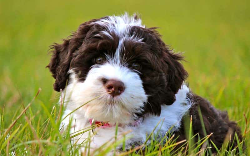 Portuguese Water Dogs Breed: Facts & Information