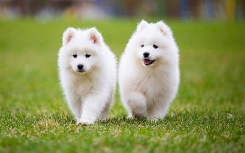 Samoyeds Dogs Breed: Facts & Information