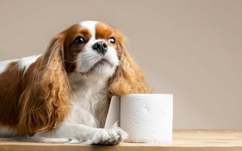 What is Dog Constipation?