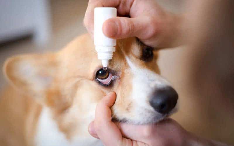 Why Do Dogs Get Eye Infections