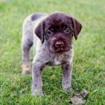 Wirehaired Pointing Griffons Dogs Breed: Facts & Information