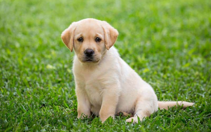 10 Fun Facts About Labrador Retrievers