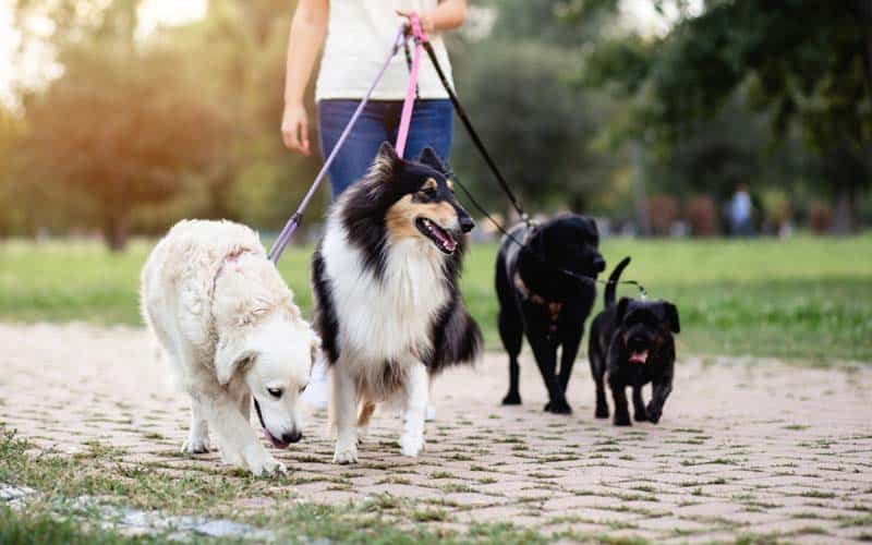 8 Tips For Walking Your Dog In The Summer