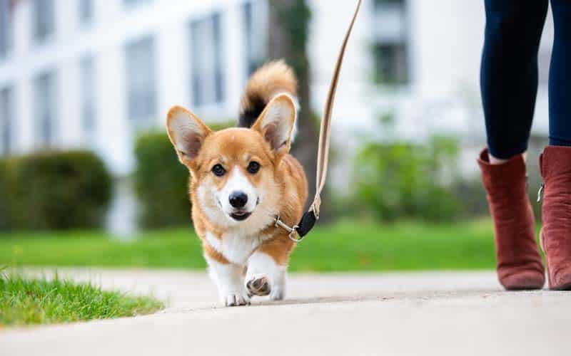 8 Tips For Walking Your Dog In The Summer