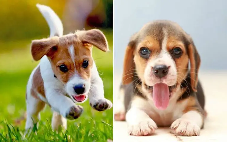 Top 10 Most Mischievous Dog Breeds
