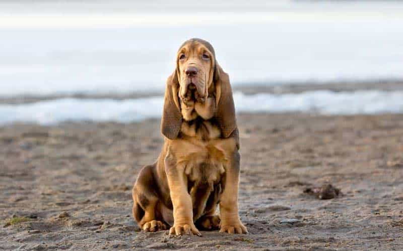 The 10 Least Affectionate Dog Breeds
