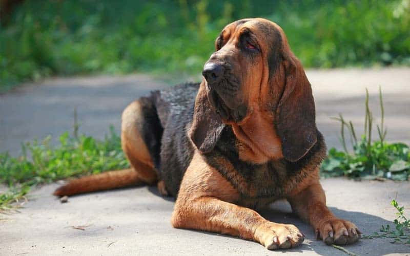 The 10 Stinkiest Dog Breeds