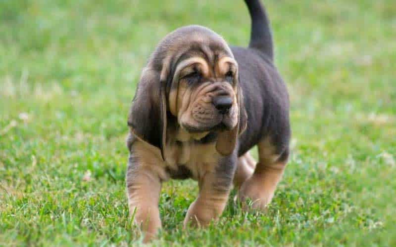 Top 10 Dog Breeds With The Shortest Lifespan