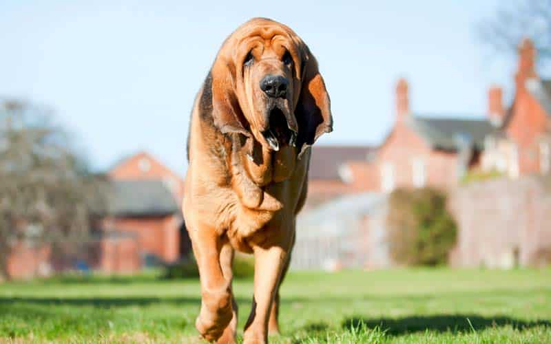 Top 10 Most Difficult Dog Breeds To Train