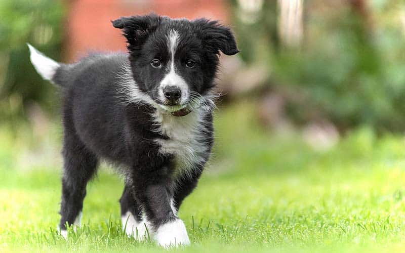 Top 10 Easiest Dog Breeds to Train
