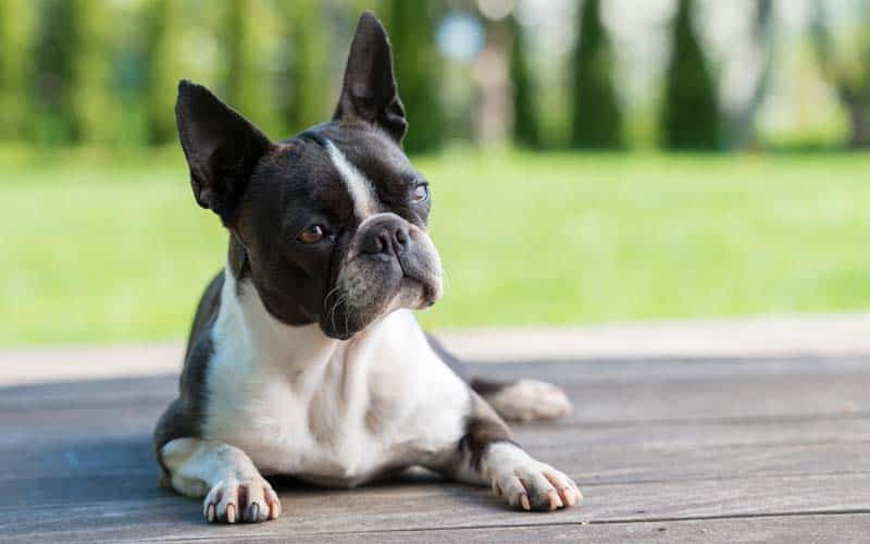 Top 10 Easiest Dog Breeds to Train