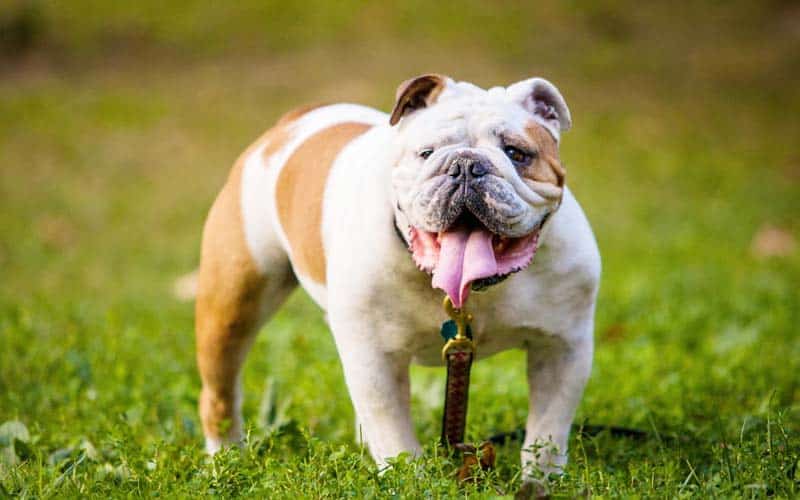 The 10 Stinkiest Dog Breeds