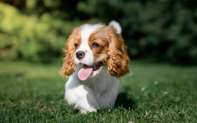 Top 10 Dog Breeds That Have The Cutest Puppies