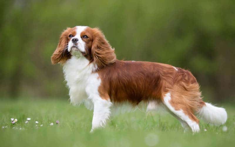 Top 10 Gentlest Dog Breeds